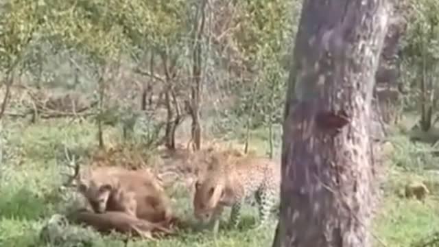 Leopard dare not fight against hyena