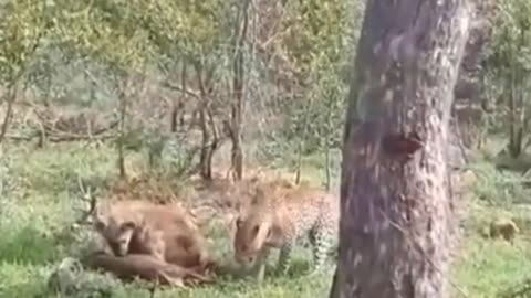 Leopard dare not fight against hyena