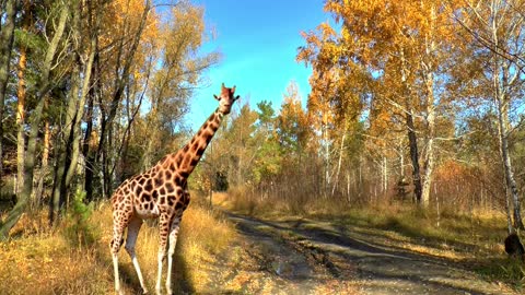 Lovely Giraffe