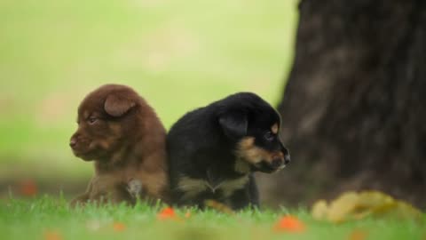 Cute Puppy baby dog playing