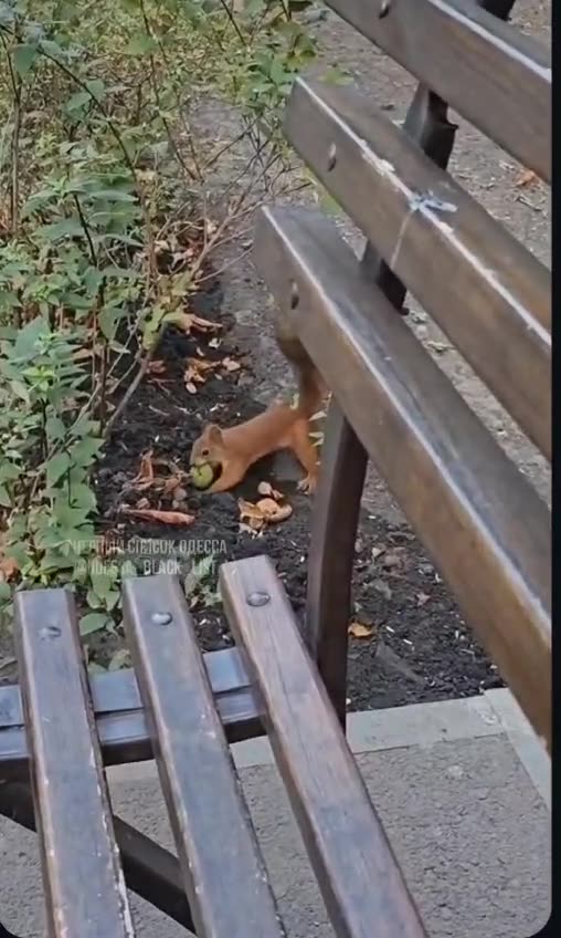 This little squirrel is hiding his treasure! Watch the master at work! 🐿🥜😂"