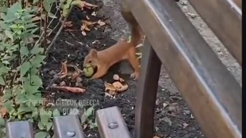 This little squirrel is hiding his treasure! Watch the master at work! 🐿🥜😂"