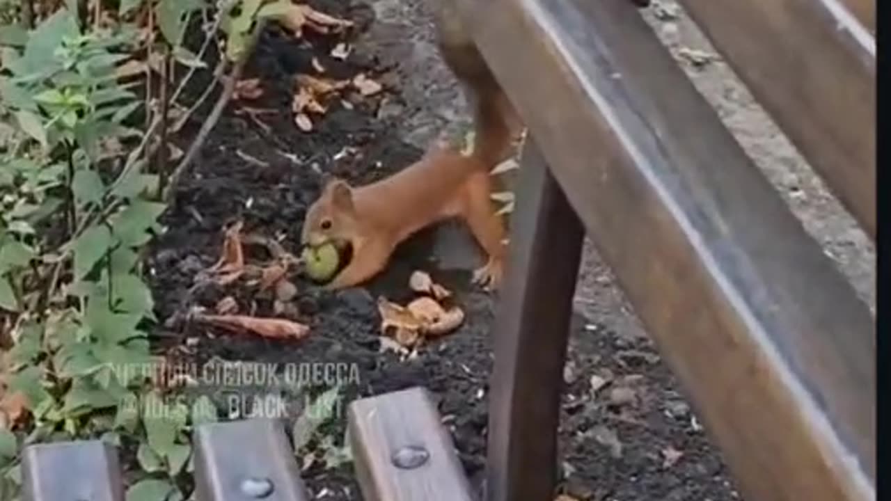 This little squirrel is hiding his treasure! Watch the master at work! 🐿🥜😂"
