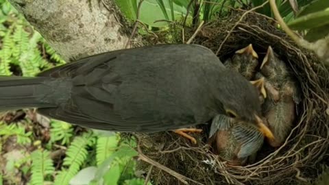 wonderful little birds