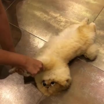 Pomerania sirve para barrer el piso