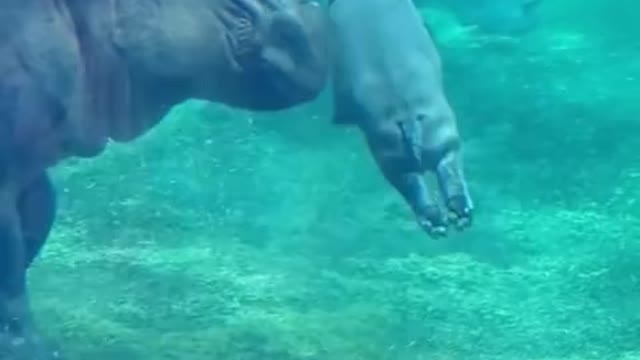 The little hippo playing underwater...