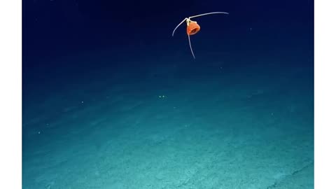 It’s crazy to me there are still parts of the ocean that no one has ever been too 🤯