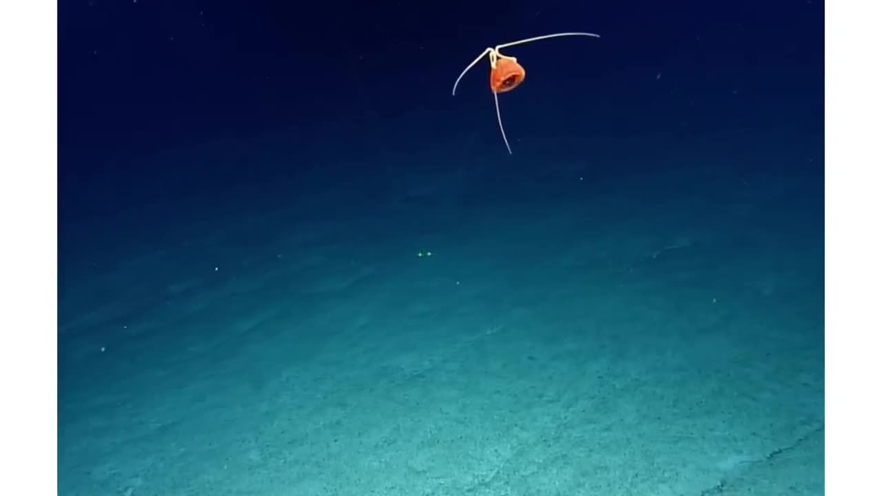 It’s crazy to me there are still parts of the ocean that no one has ever been too 🤯