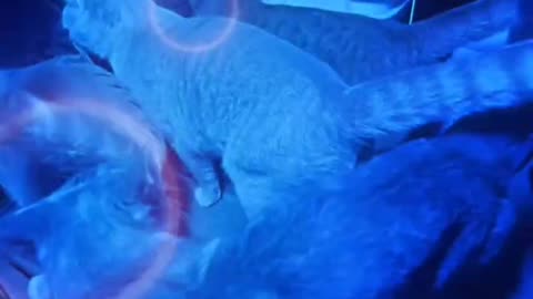 News Break: Cat's, it's going down.