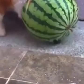 Doggo Has Watermelon