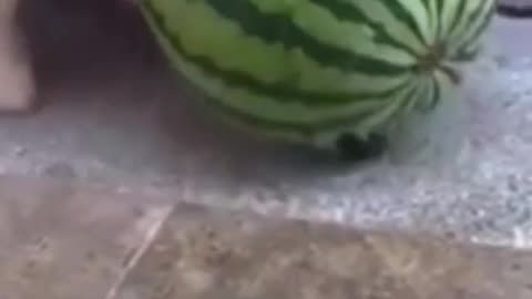 Doggo Has Watermelon