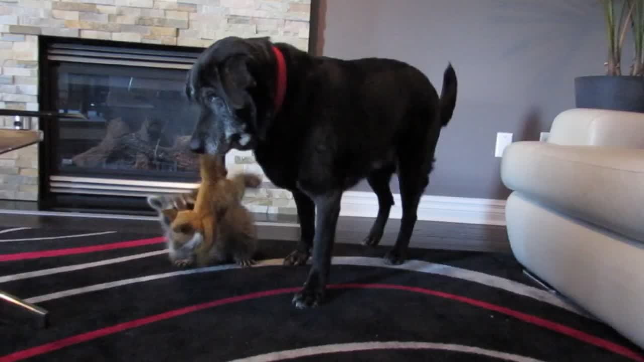 A Dog and a Raccoon Share An Incredible Bond. Watch How They Spend Their Free Time.