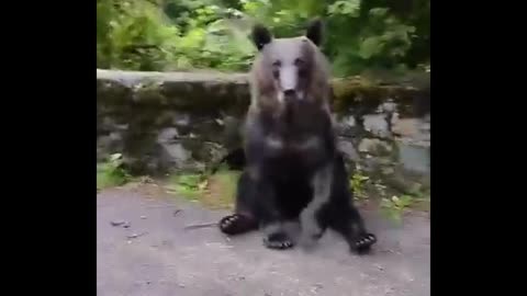 Bear just peacefully chilling. Love to see it.