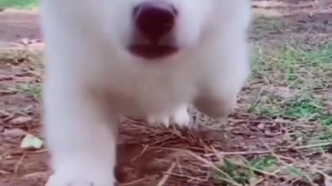 Cutest 🐶