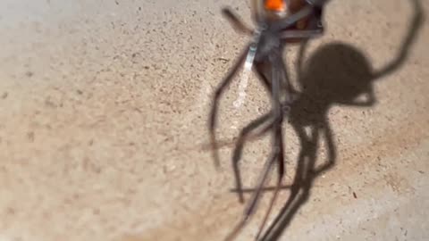 Redback Spider