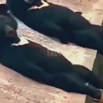 Bear Funny Moments 😜
