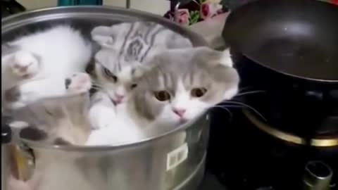 cute animals shorts_1080p