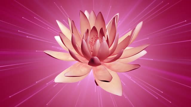 pink color beautiful lotus party background video element