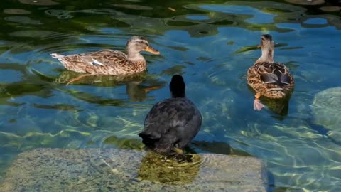 ducks playing in water