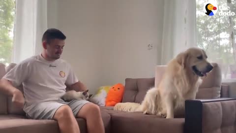 Golden retriever dog vs annoying kitten