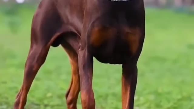 Pitbull dangerous dog 🔥🔥 #SHORTS VIDEO