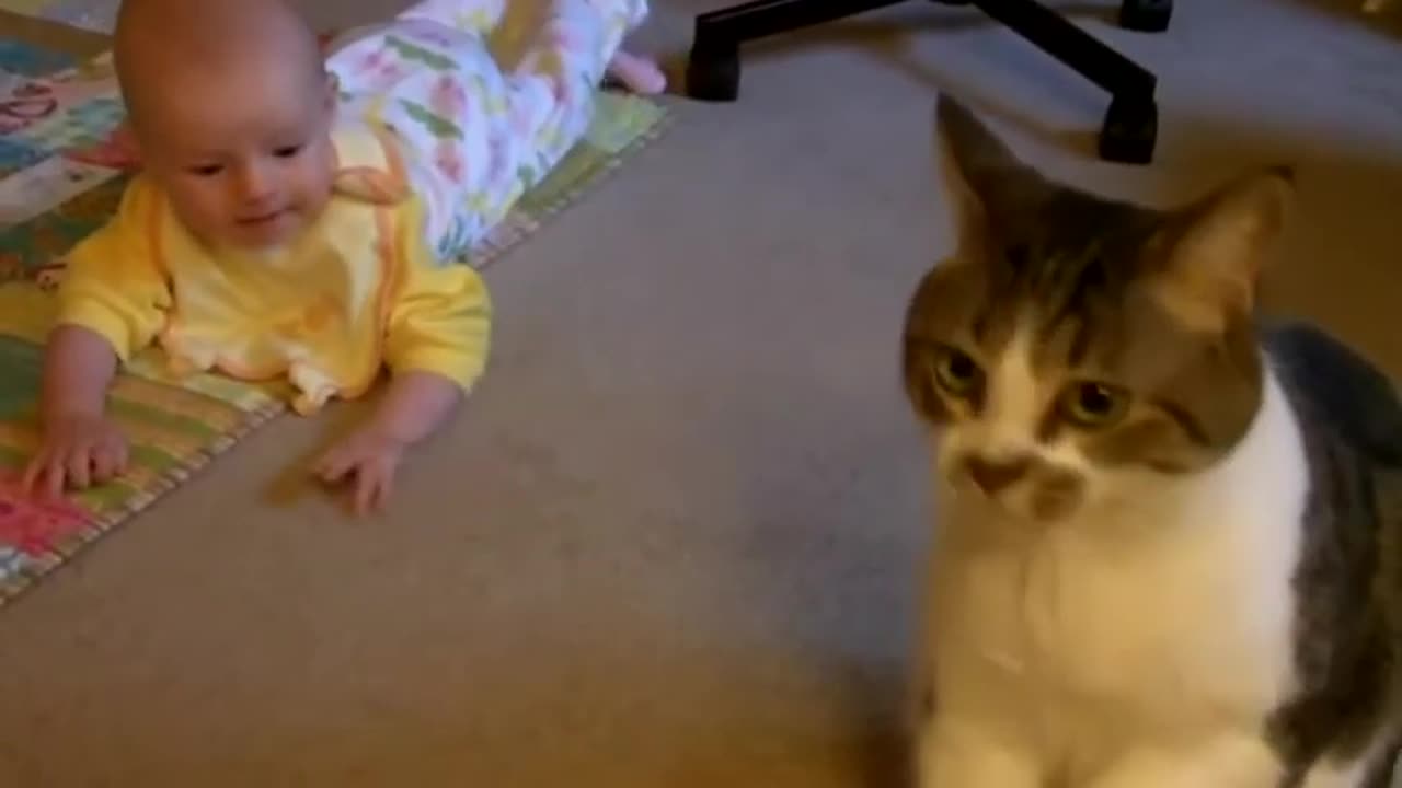 Babies And Cats