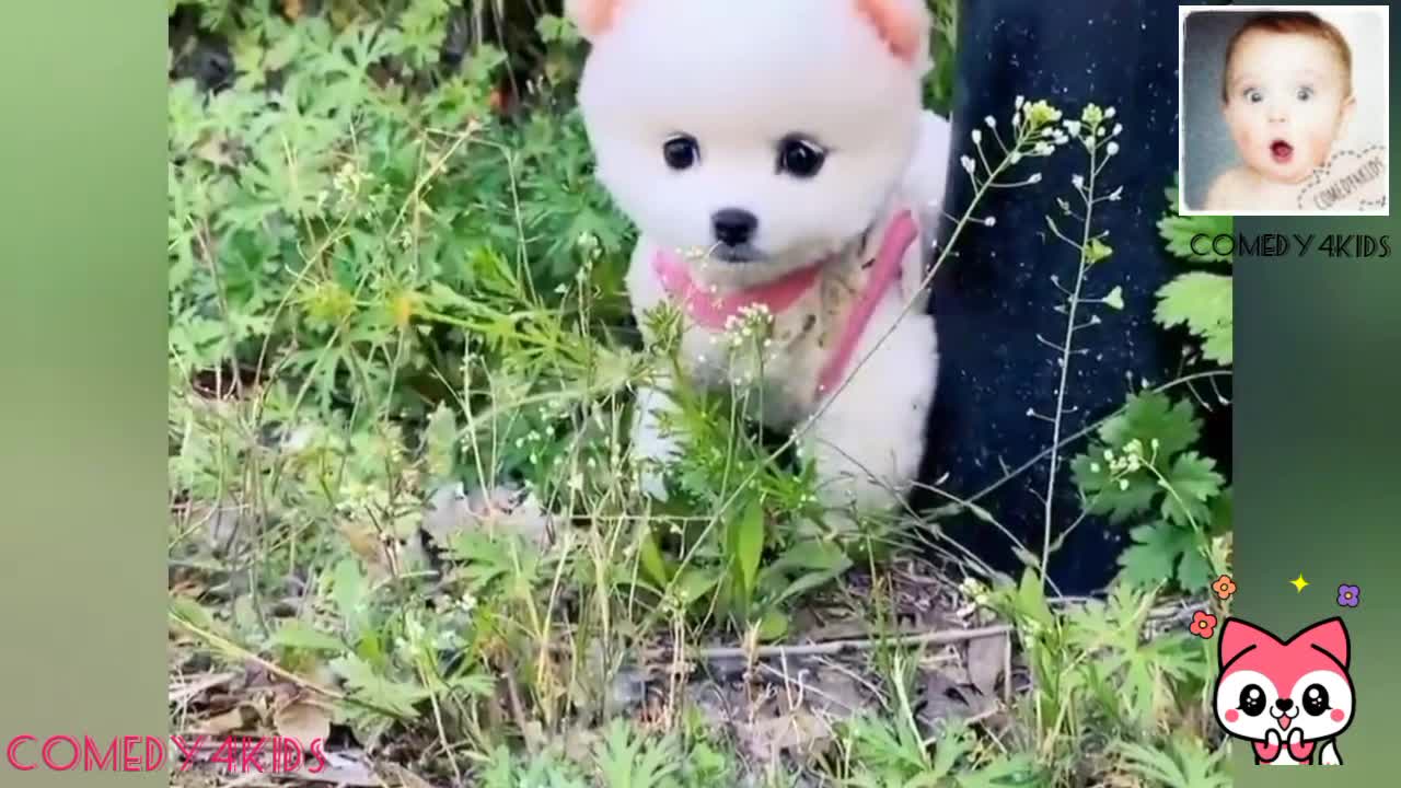 Owning the smallest dog in the world Cute & Funny pomeranian dogs comedy videos