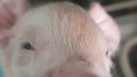 Baby pig