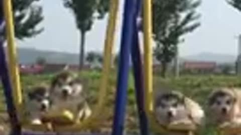 🐶 🐷 🐶 Cute puppies swing 🐶 🐷 🐶