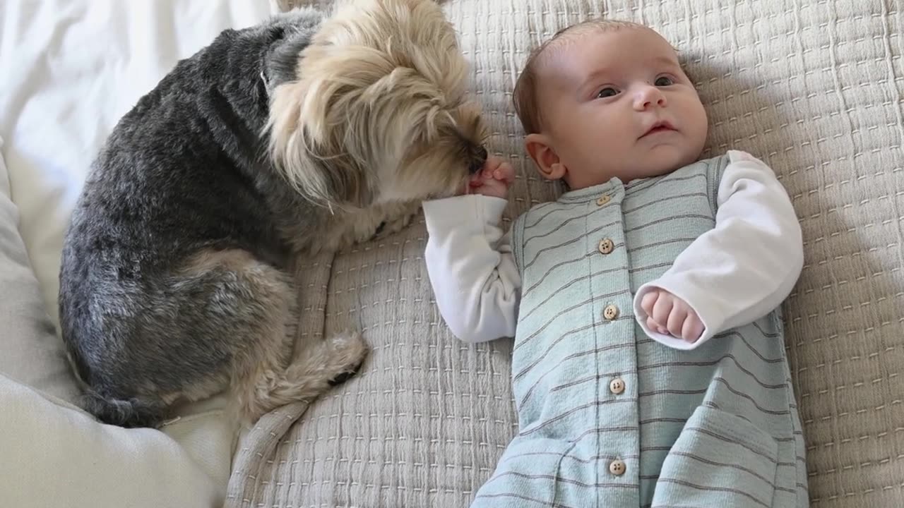 Baby playing with cute dog,