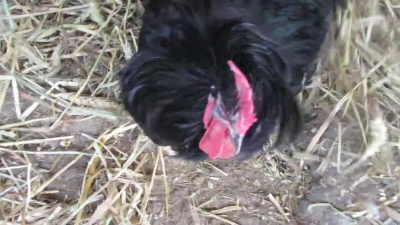 White brahma chicks, two months old (5)