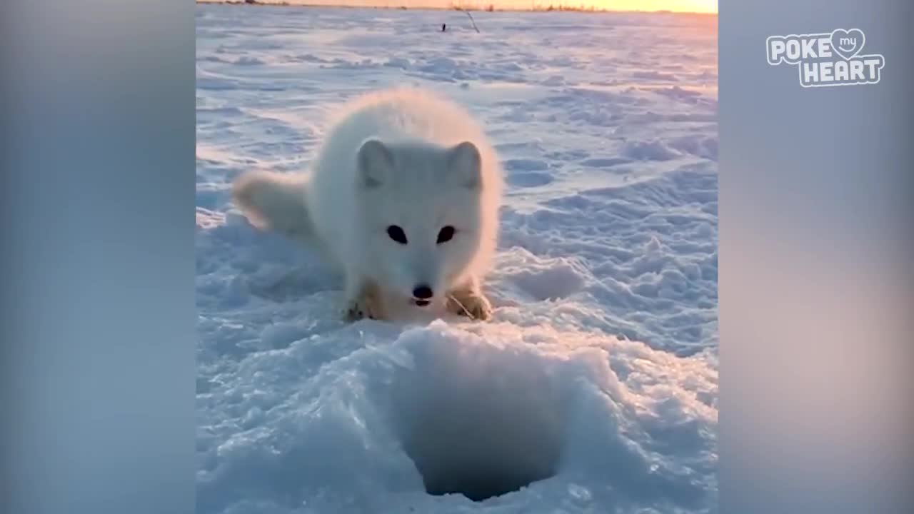 Baby Arctic Fox Steals Mans Fish