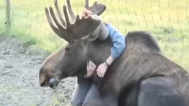 girl playing with a Moose