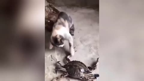 Cat and Dog Funny Video