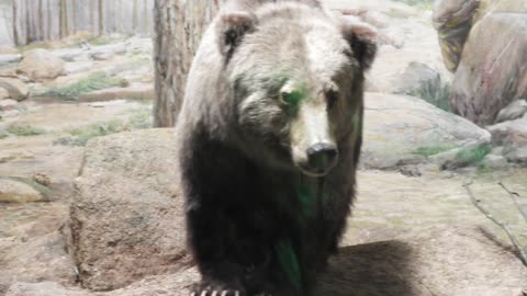 Mexican Grizzly Bear~Recently Extinct Animals Gone But Never Forgotten Files