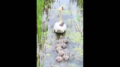 Cute baby animals Videos Compilation cute moment of the animals