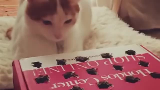Funniest cat videos #94 - HILARIOUS!