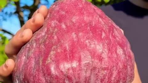 Red Custard Apple #fruit #eating #farming