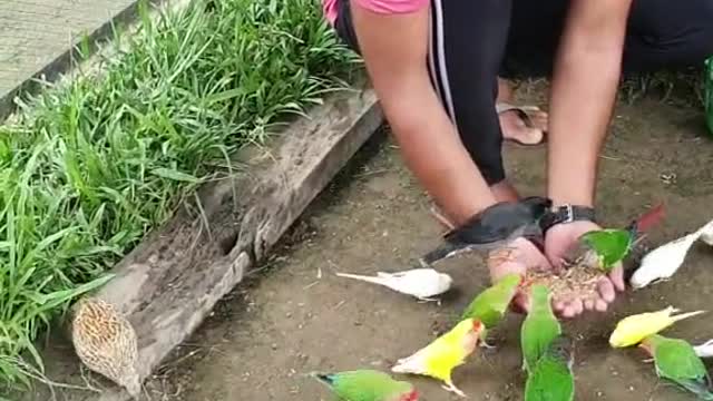 All birds eat my hand that's amazing moments