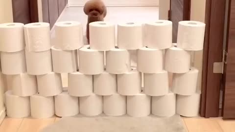 Chocola vs Panna
