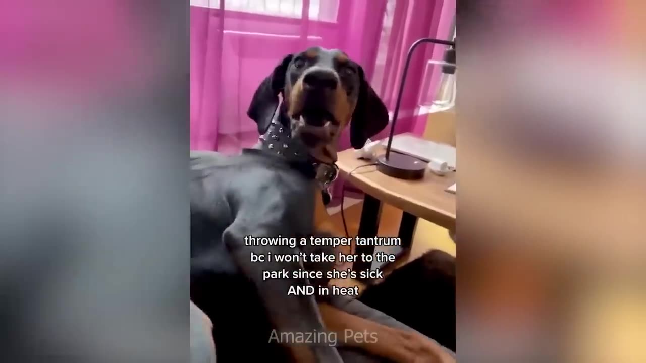 dog funny video