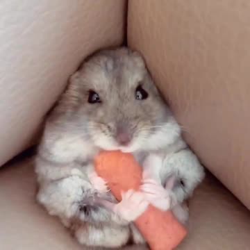 Little Alice of paradise 😊