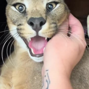 He takes after his father Big cat 😍 |Funny animal videos| try not to laugh