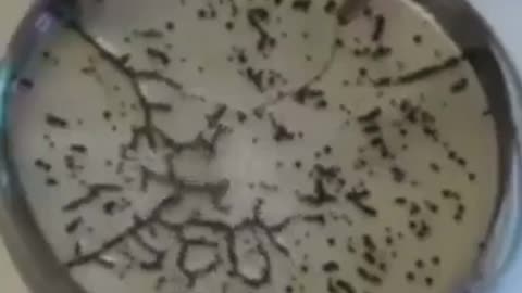 FDA Confirms Graphene Oxide in MRNA Fake Covid Vaccine
