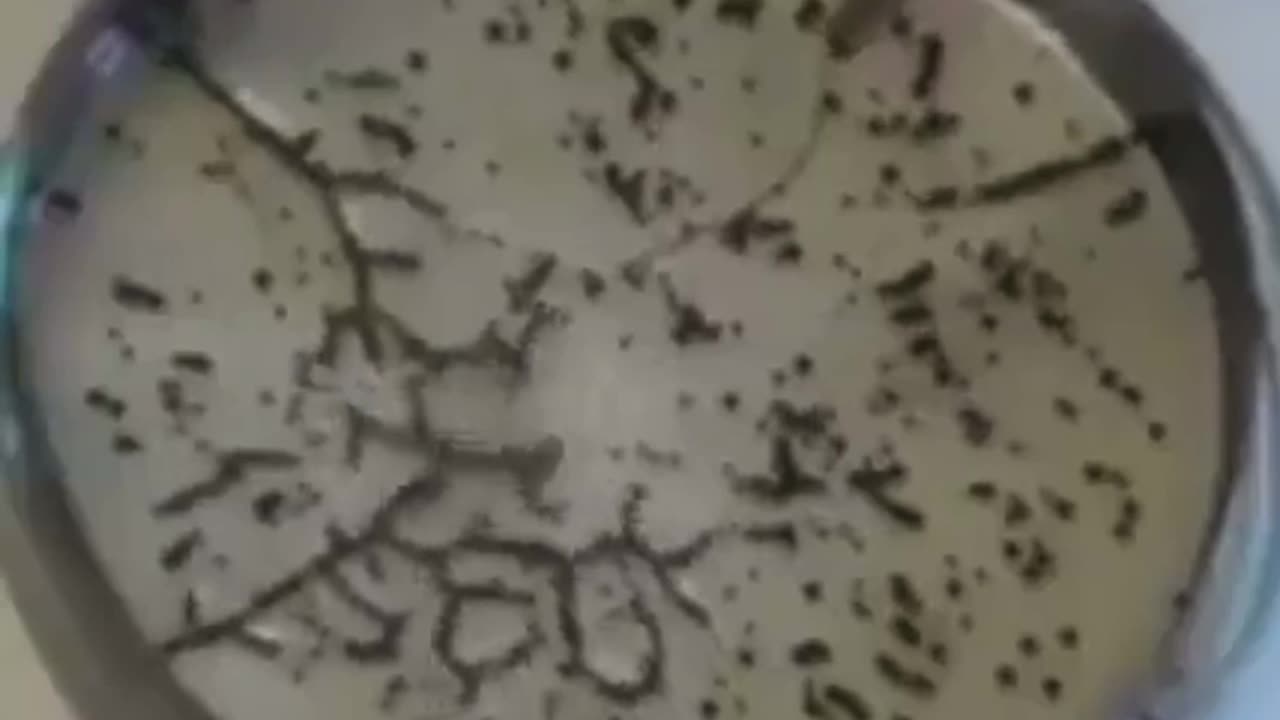 FDA Confirms Graphene Oxide in MRNA Fake Covid Vaccine