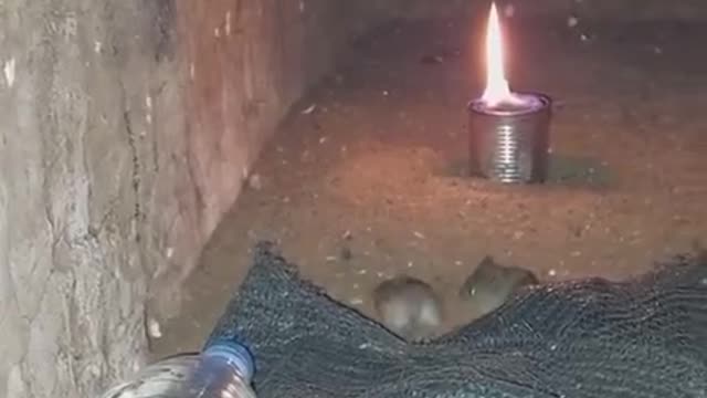 Mortal Rodent Combat