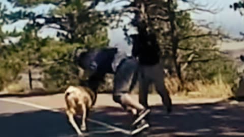 deer hitting man on bicycle