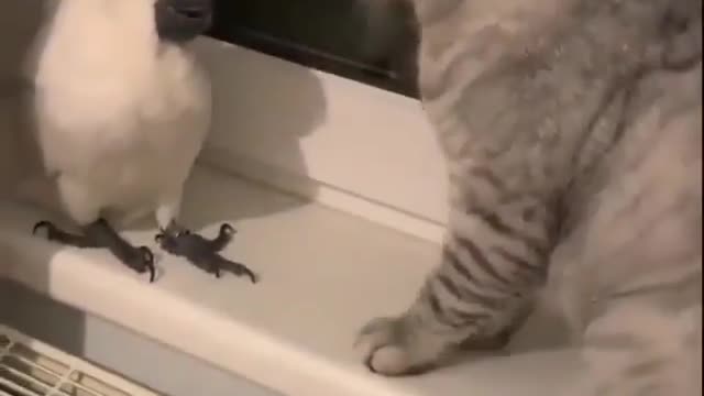 See what a cat and parrot are doing