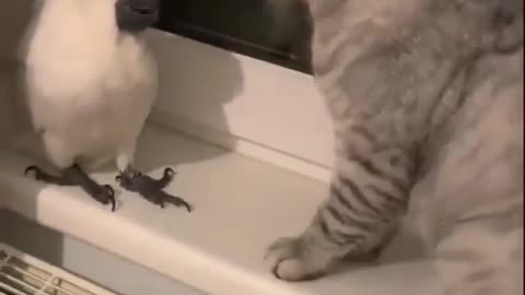 See what a cat and parrot are doing