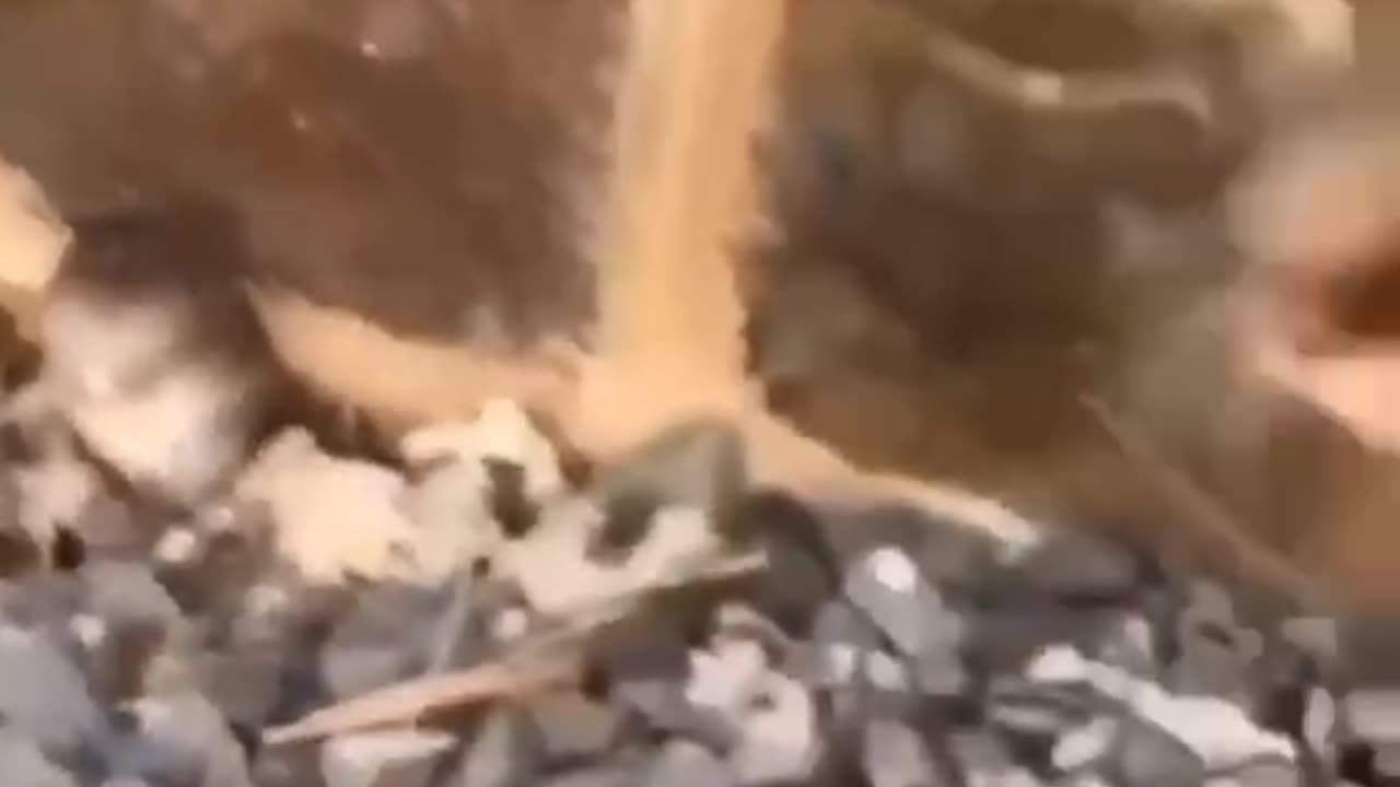 THE CAT IS LOOKING FOR A MOUSE!!!